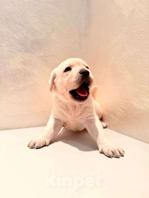 Собаки в Калининграде: Продам щенков лабрадора  Мальчик, 35 000 руб. - фото 3