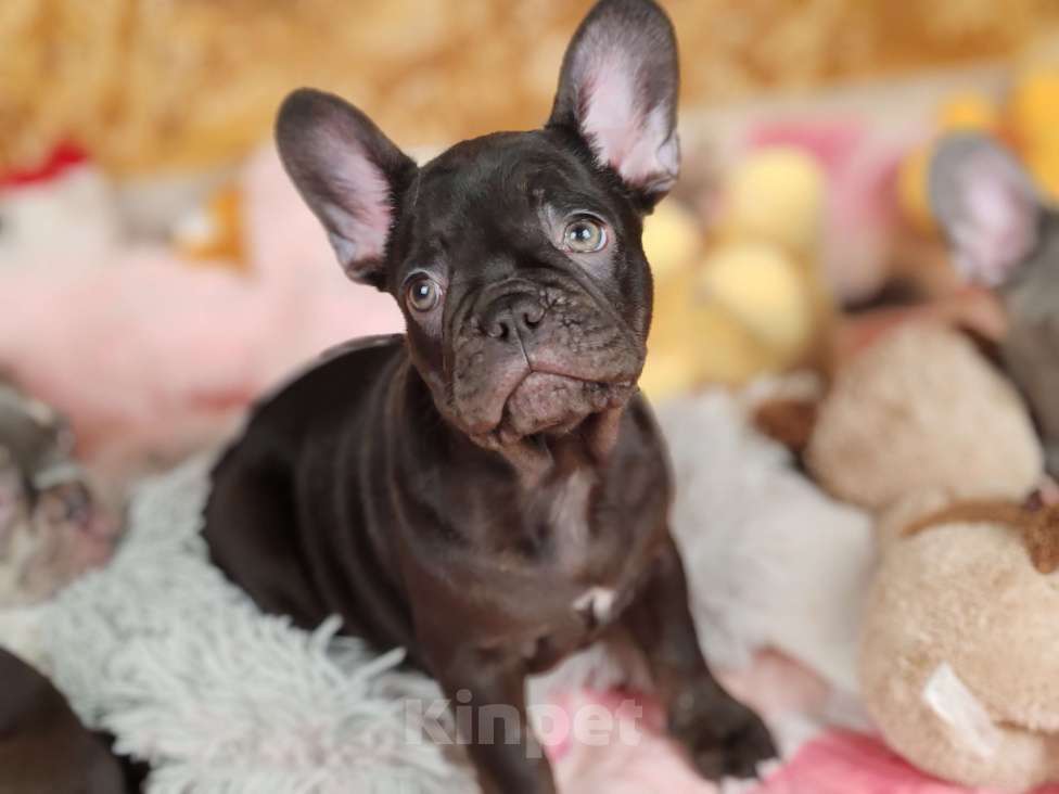 Собаки в Санкт-Петербурге: Шикарный шоколадный мальчик  Мальчик, 65 000 руб. - фото 2