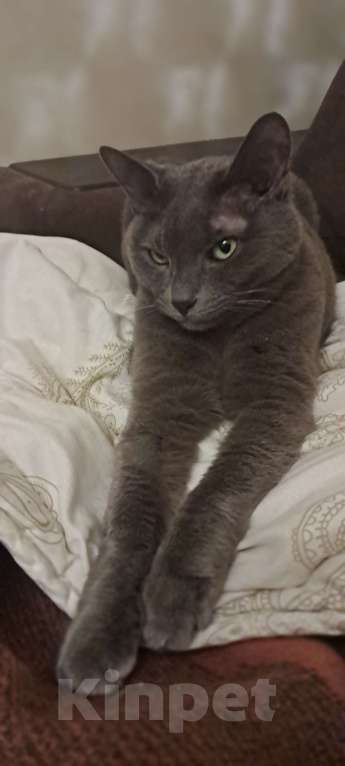 Кошки в Твери: Отдам кота в добрые руки Мальчик, Бесплатно - фото 5