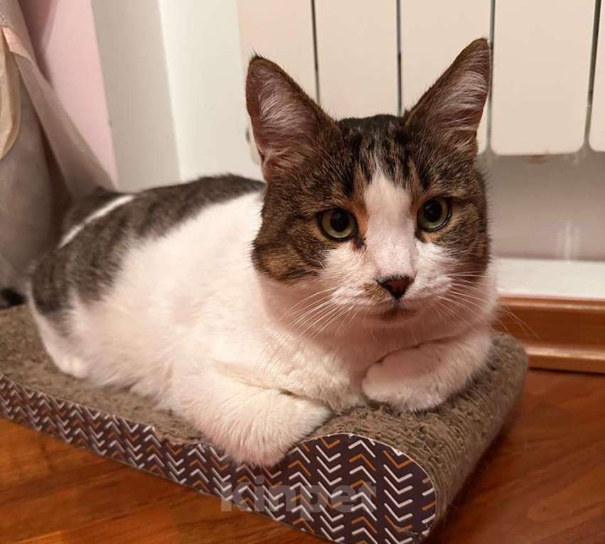 Кошки в Москве: Бывшедомашний и очень ласковый кот Мальчик, Бесплатно - фото 1