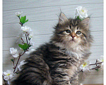 Кошки в Ливны: Роскошные сибирские котята, 7 000 руб. - фото 2