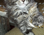 Кошки в Кашине: Кошечка полидакт, 14 000 руб. - фото 2