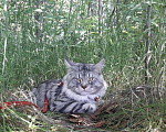 Кошки в Лянторе: Мейн-куны, 35 000 руб. - фото 4