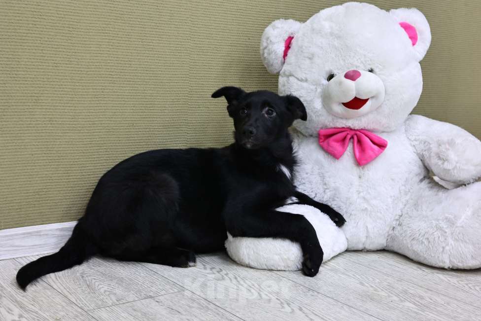 Собаки в Москве: Щенки бесплатно в Москве Девочка, Бесплатно - фото 6