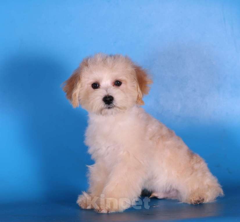 Собаки в Москве: мальтипу Ф1 щенки мини и микро Мальчик, 100 000 руб. - фото 9