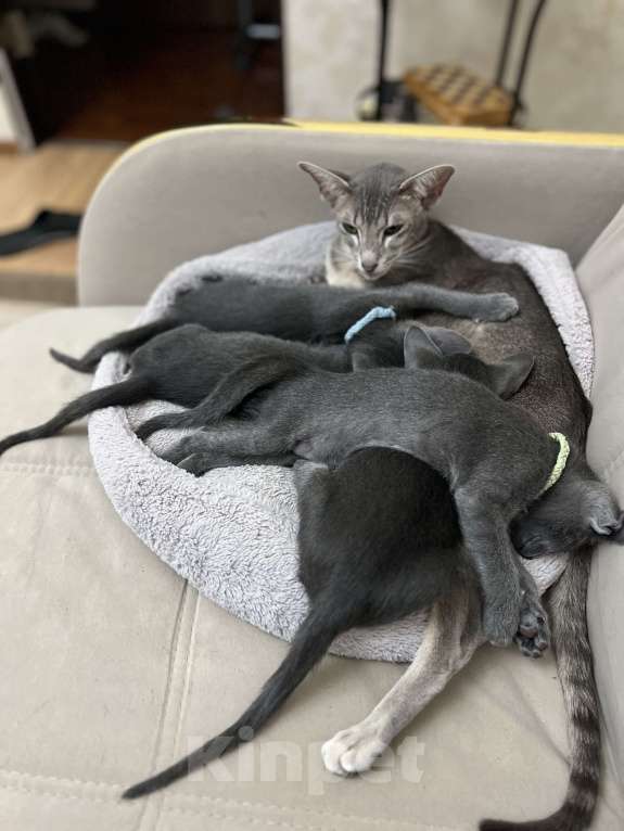 Кошки в Москве: Ориентальная малышка Beatris Беатрис Девочка, 60 000 руб. - фото 5