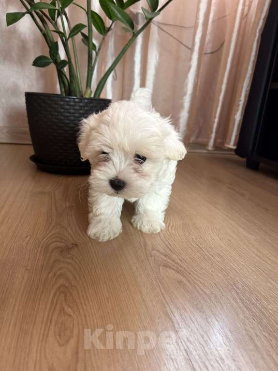 Собаки в Ростове-на-Дону: Мальтипу f1 Мальчик, 60 000 руб. - фото 2