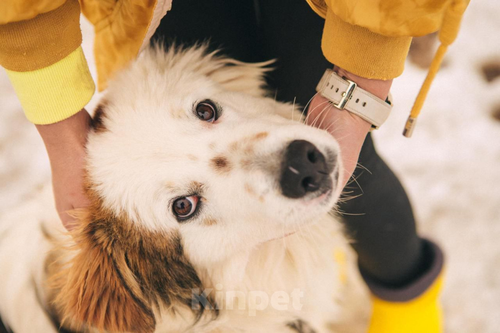 Собаки в Рязани: Рокки - дружелюбный пёс Мальчик, Бесплатно - фото 5