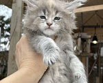 Кошки в других городах Ленинградской области: Мейн кун котята Девочка, 60 руб. - фото 1