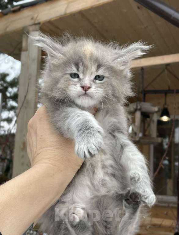 Кошки в других городах Ленинградской области: Мейн кун котята Девочка, 60 руб. - фото 1