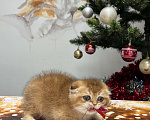 Кошки в Геленджике: Шотландский вислоухий котенок золотая шиншилла Мальчик, 45 000 руб. - фото 2