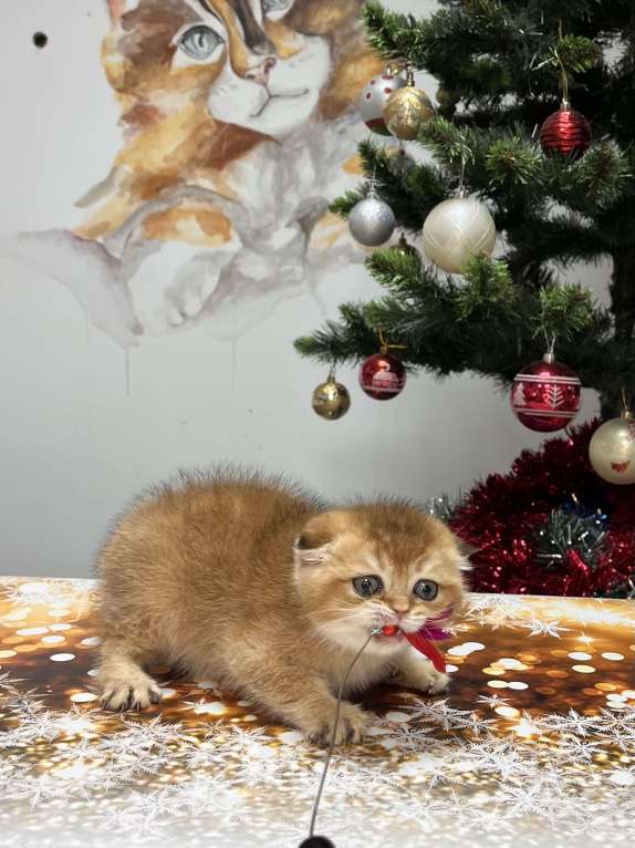 Кошки в Геленджике: Шотландский вислоухий котенок золотая шиншилла Мальчик, 45 000 руб. - фото 2
