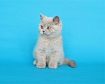 Кошки в Ульяновске: Британский котенок (кошечка) Девочка, 12 000 руб. - фото 1