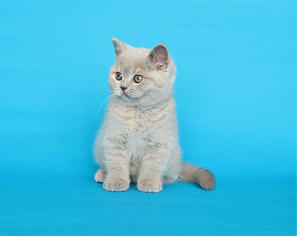 Объявление: Британский котенок (кошечка), 20 000 руб., Ульяновск