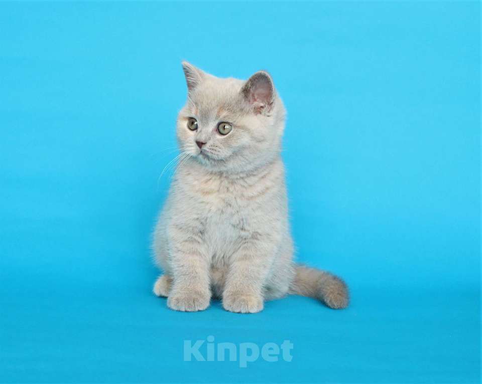 Кошки в Ульяновске: Британский котенок (кошечка) Девочка, 12 000 руб. - фото 1