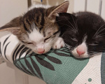 Кошки в Гатчине: Отдам котят в добрые руки Мальчик, Бесплатно - фото 2