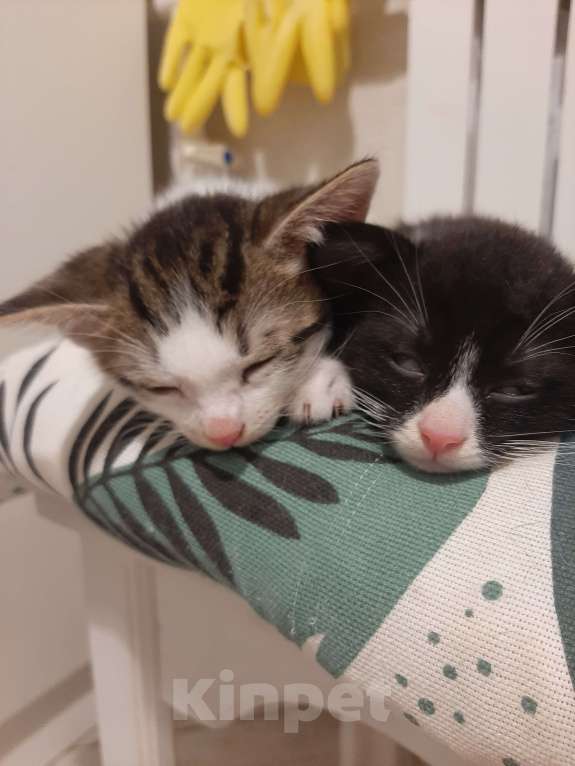 Кошки в Гатчине: Отдам котят в добрые руки Мальчик, Бесплатно - фото 2