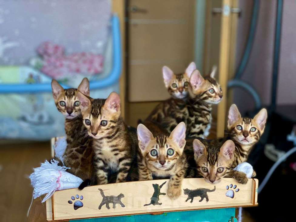 Кошки в Москве: Бенгальские малыши Мальчик, 30 000 руб. - фото 1