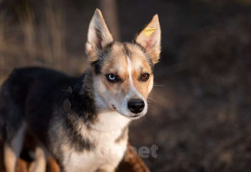 Собаки в Москве: Сия 1 год метис хаски с глазами из разных миров, и с характером друга Девочка, Бесплатно - фото 2