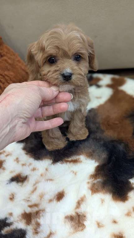 Собаки в Москве: Девочка мальтипу Девочка, 100 000 руб. - фото 4