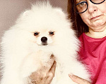Собаки в Перми: Девочка Померанский шпиц  Девочка, Бесплатно - фото 1