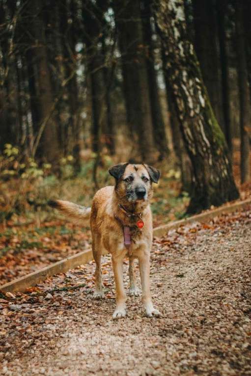 Собаки в Москве: Спокойная собачка Тера из Курска в добрые руки Девочка, 1 руб. - фото 10