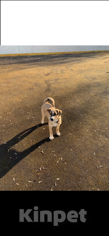 Собаки в Москве: Одам щенка лайки в добрые руки Мальчик, Бесплатно - фото 4