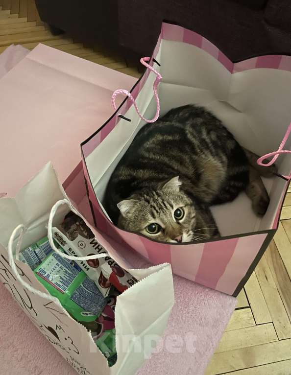 Кошки в Таганроге: Потерялся кот Мальчик, 5 000 руб. - фото 3