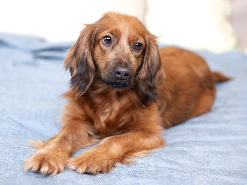 Собаки в Москве: Молодая спаниелька Лиля в дар Девочка, 1 руб. - фото 9