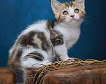 Кошки в Барнауле: Котик-страйт Вальтер🧡 Мальчик, Бесплатно - фото 5