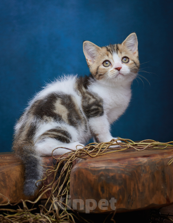 Кошки в Барнауле: Котик-страйт Вальтер🧡 Мальчик, Бесплатно - фото 5