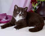 Кошки в Санкт-Петербурге: Британский котик окраса шоколадный биколор Мальчик, 25 000 руб. - фото 1