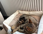 Кошки в Москве: Кошечка в добрые руки Девочка, Бесплатно - фото 3