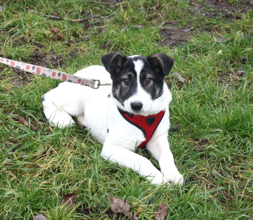 Собаки в Москве: Ласковая, добрая щеночек Панда в поисках своей родной семьи  Девочка, Бесплатно - фото 3