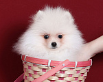 Собаки в Курске: Померанский шпиц щенок Мальчик, Бесплатно - фото 1