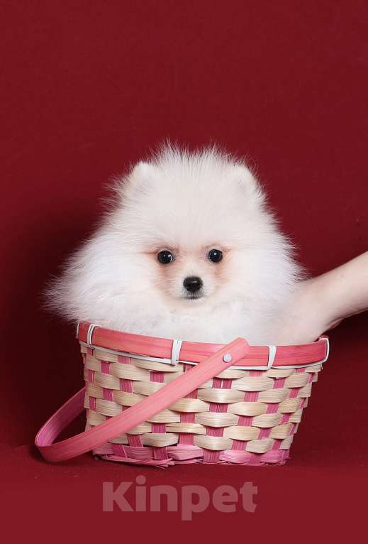 Собаки в Курске: Померанский шпиц щенок Мальчик, Бесплатно - фото 1