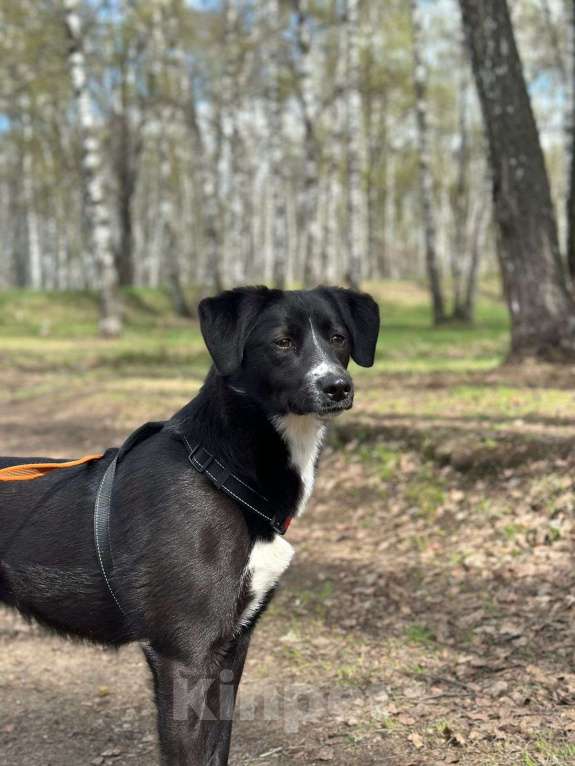 Собаки в Москве: Дуня Девочка, Бесплатно - фото 1