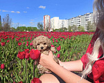 Собаки в Москве: Мальтипу Тедди девочка Девочка, 100 000 руб. - фото 1