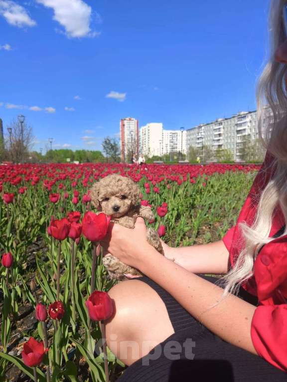 Собаки в Москве: Мальтипу Тедди девочка Девочка, 100 000 руб. - фото 1