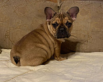Собаки в Санкт-Петербурге: Шикарная девочка французского бульдога  Девочка, 50 000 руб. - фото 2