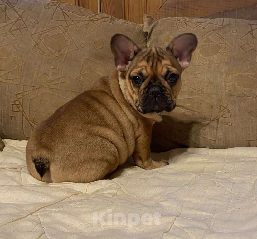 Собаки в Санкт-Петербурге: Шикарная девочка французского бульдога  Девочка, 50 000 руб. - фото 2