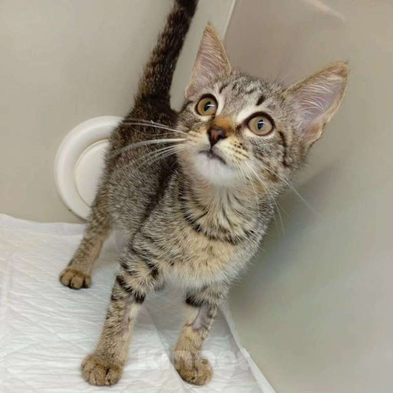 Кошки в Москве: Маленькая кроха живёт взаперти Девочка, Бесплатно - фото 5