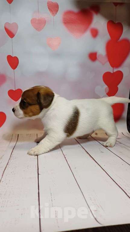 Собаки в Москве: Щенки Джек рассел терьер Мальчик, 25 000 руб. - фото 5