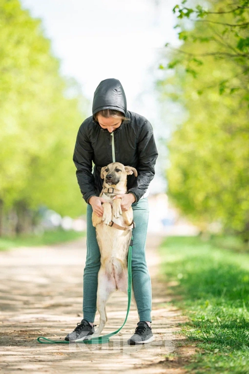 Собаки в Москве: Щенок в дар  Девочка, Бесплатно - фото 5