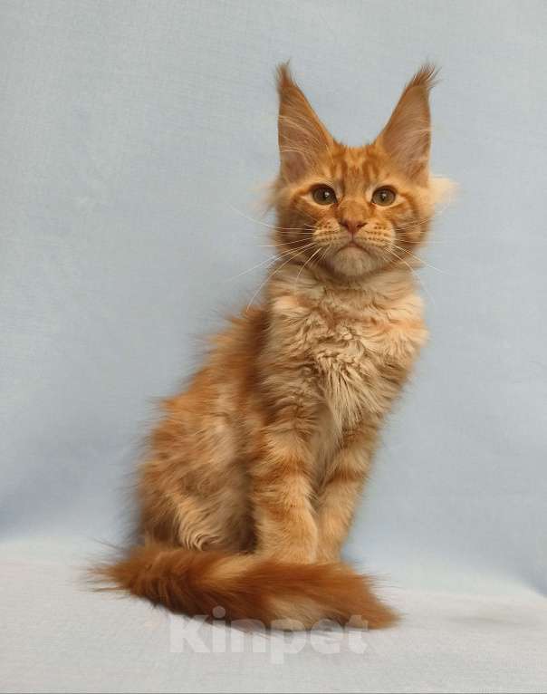 Кошки в Москве: Котёнок Мейн-Кун Мальчик Мальчик, 65 000 руб. - фото 8