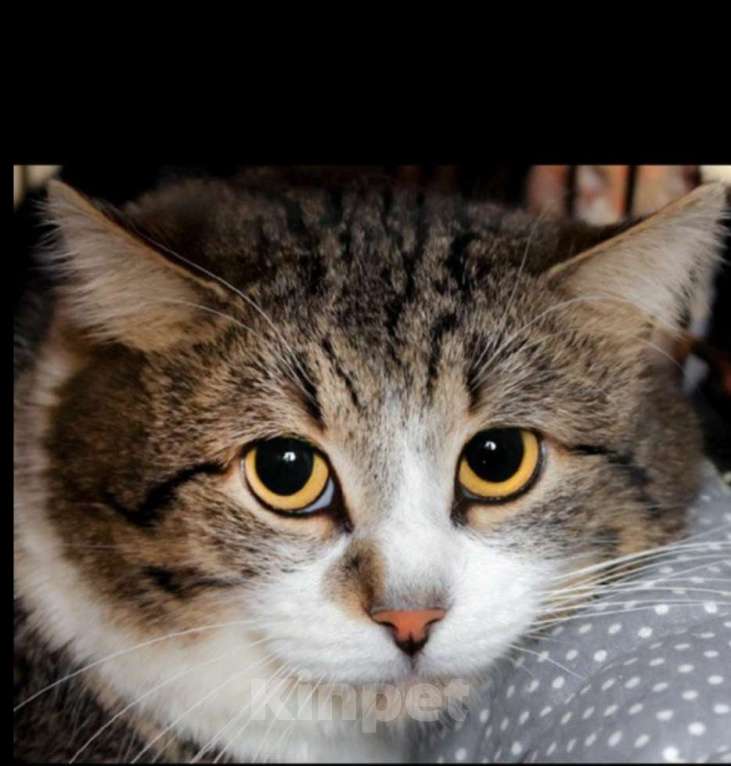 Кошки в Москве: Бориска ищет дом Мальчик, 10 руб. - фото 3