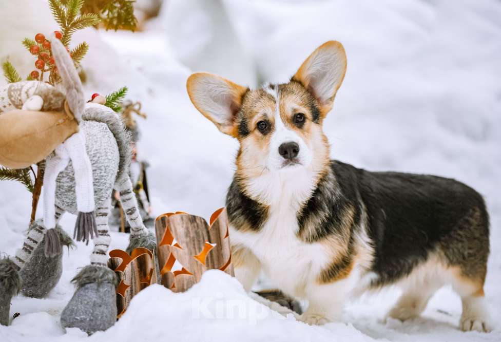 Собаки в Новосибирске: Вельш Корги Пемброк Джек Воробей Мальчик, 65 000 руб. - фото 1