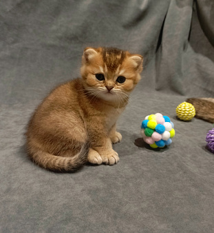 Шотландский прямоухий котёнок
