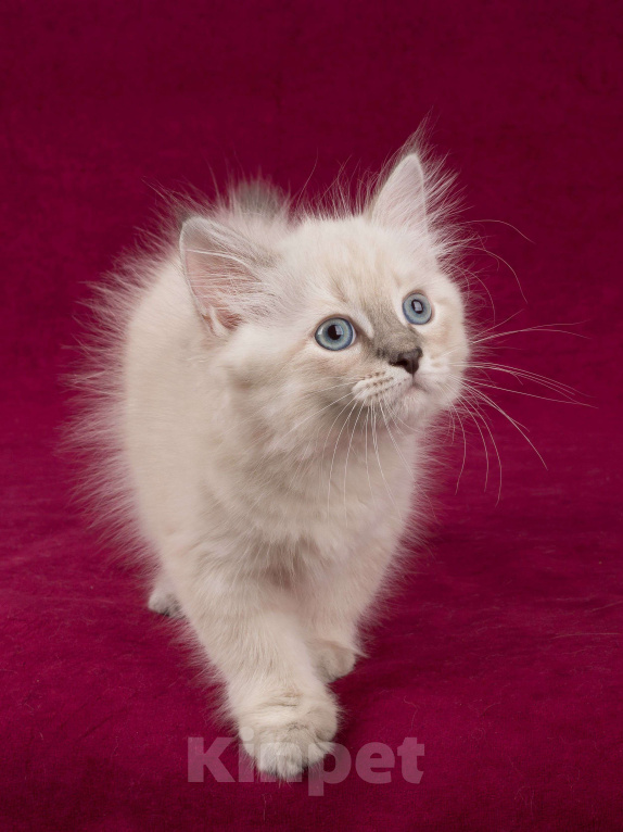 Кошки в Омске: Невские маскарадные котята мальчики Мальчик, 60 000 руб. - фото 7