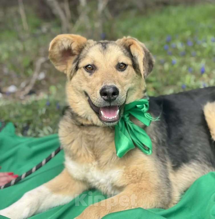 Собаки в других городах Краснодарского края: хочу домой Девочка, 10 руб. - фото 1